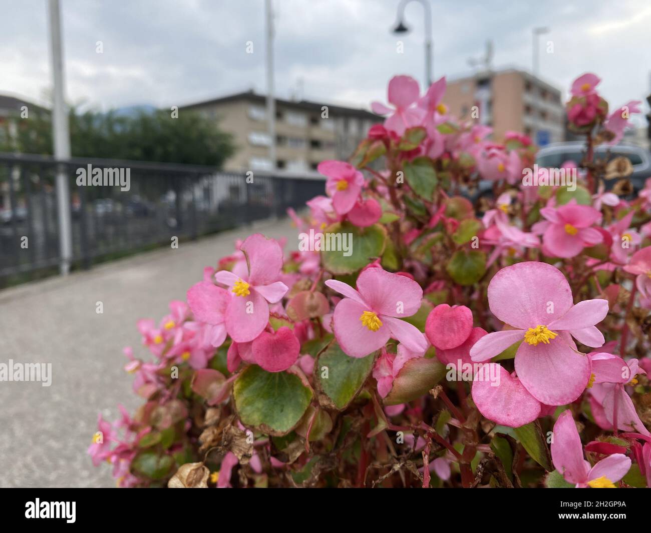Close-up shot of the beautiful fragrant pink Begonia flowers outdoors during the daytime Stock Photo