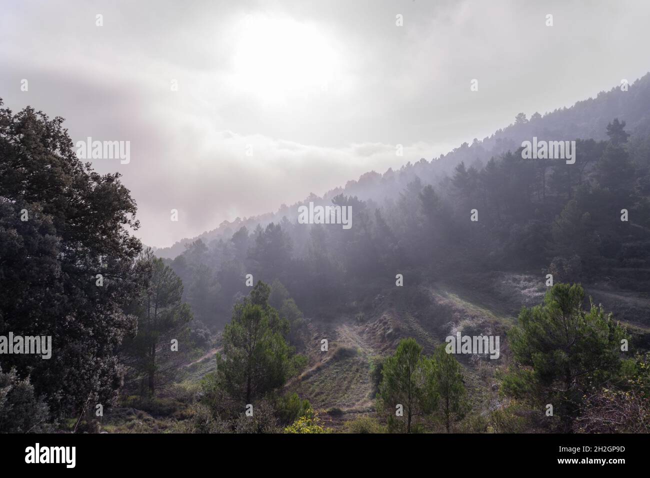 Mesmerizing shot of a dense pine forest on a foggy gloomy day Stock ...