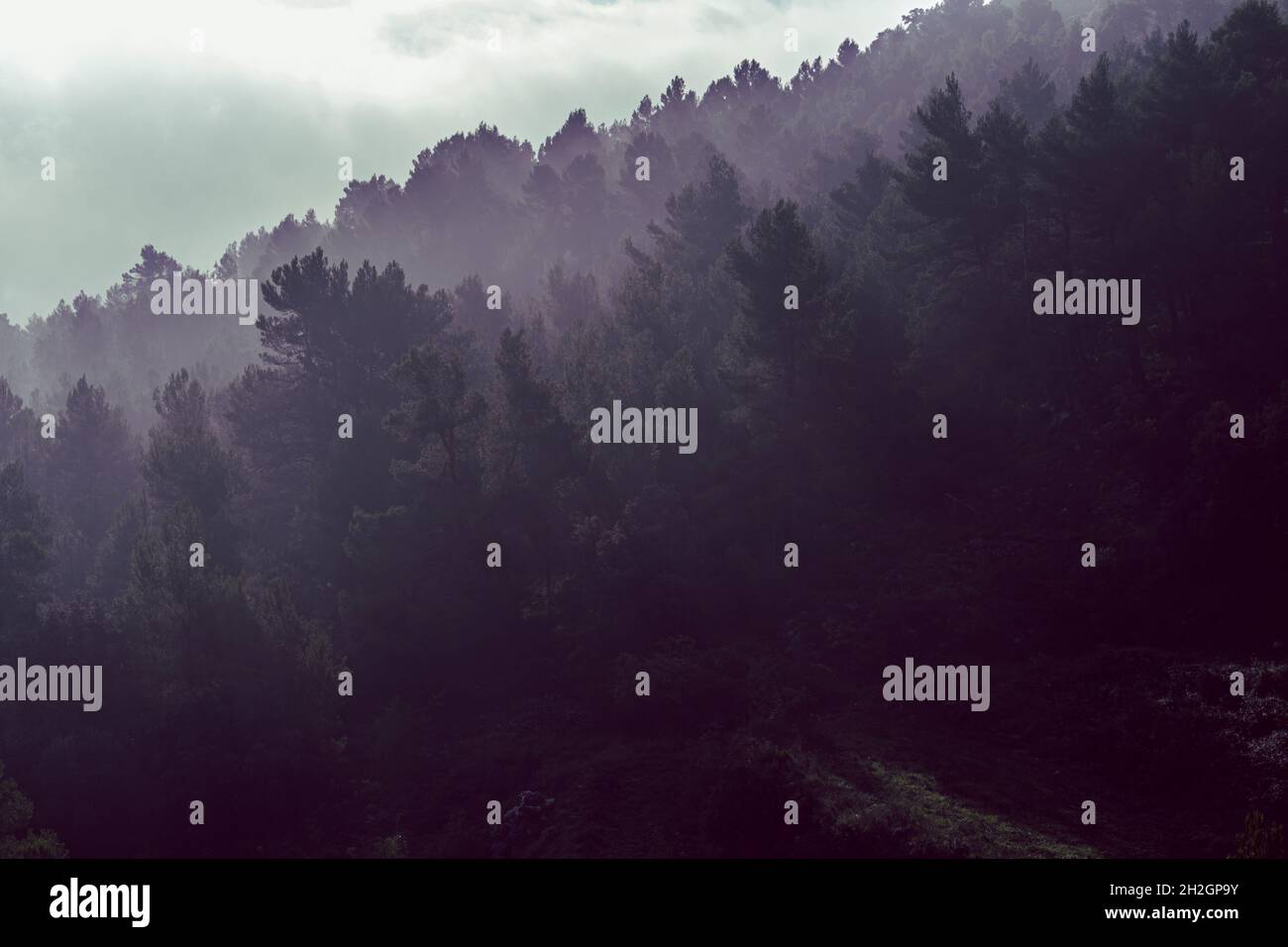 Mesmerizing shot of a dense pine forest on a foggy gloomy day Stock ...
