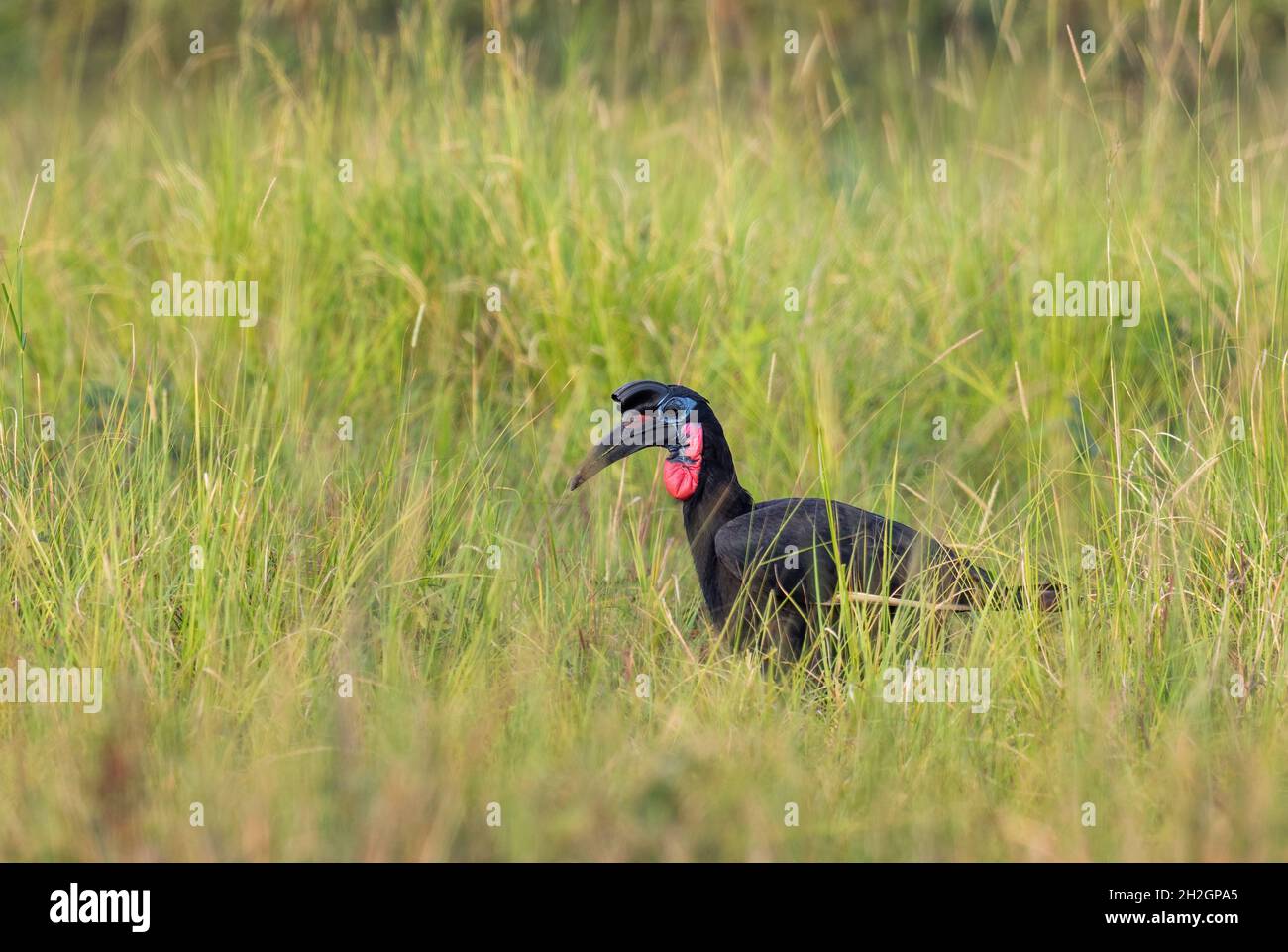 Abyssinian Ground Hornbill - Bucorvus abyssinicus, special large bird from African savannahs, Murchison falls, Uganda. Stock Photo