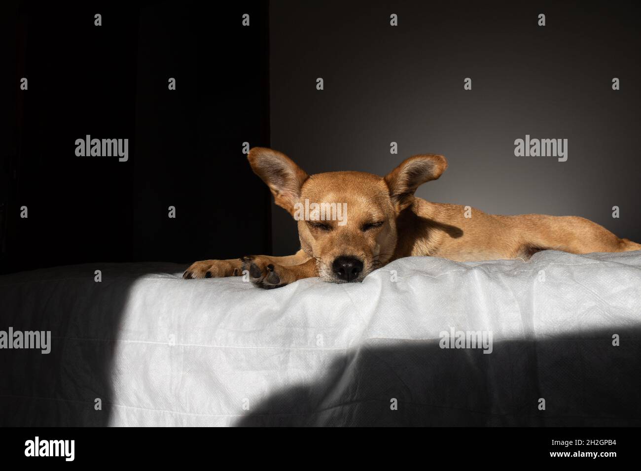 Mixed-breed dog sleeping in bed in a dark room illuminated by a strip of sunlight. Light and shadow photography with empty space for text Stock Photo