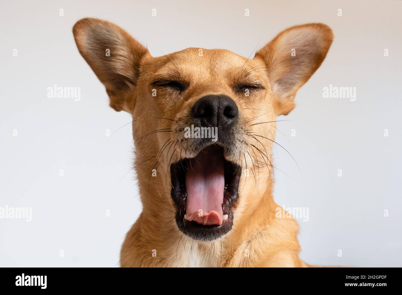 Why Does My Dog Yawn In My Face