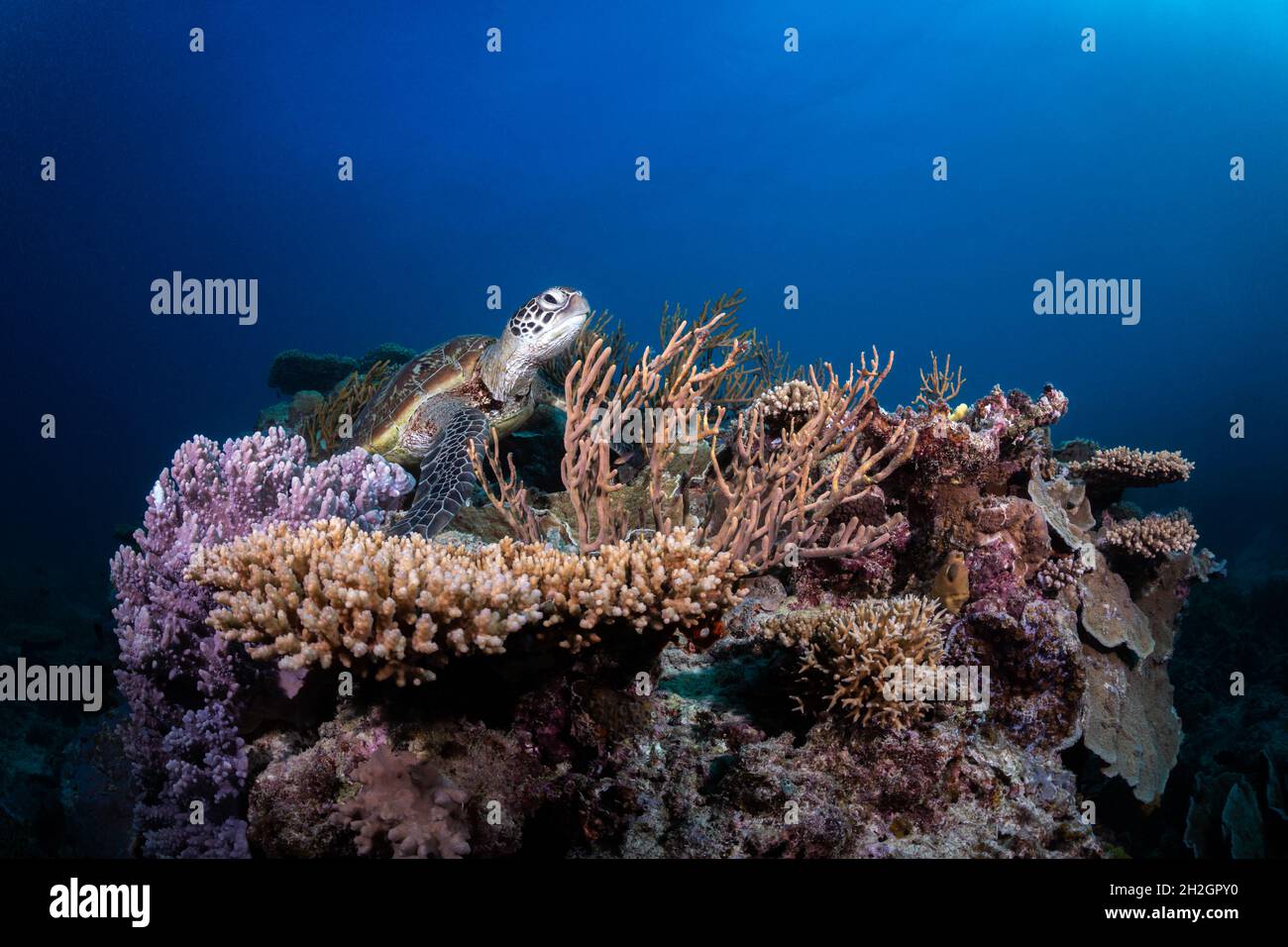 Turtle on Coral Reef, Heron Island, Southern Great Barrier Reef, Queensland, Australia Stock Photo