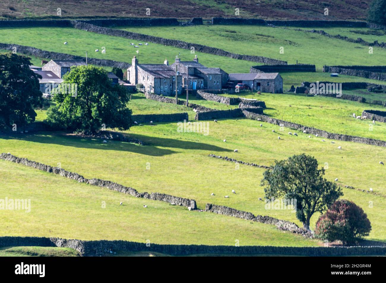 Traditional Yorkshire grey stone-built houses and outbuildings with agricultural land divided up with drystone walls in Swaledale near the small villa Stock Photo