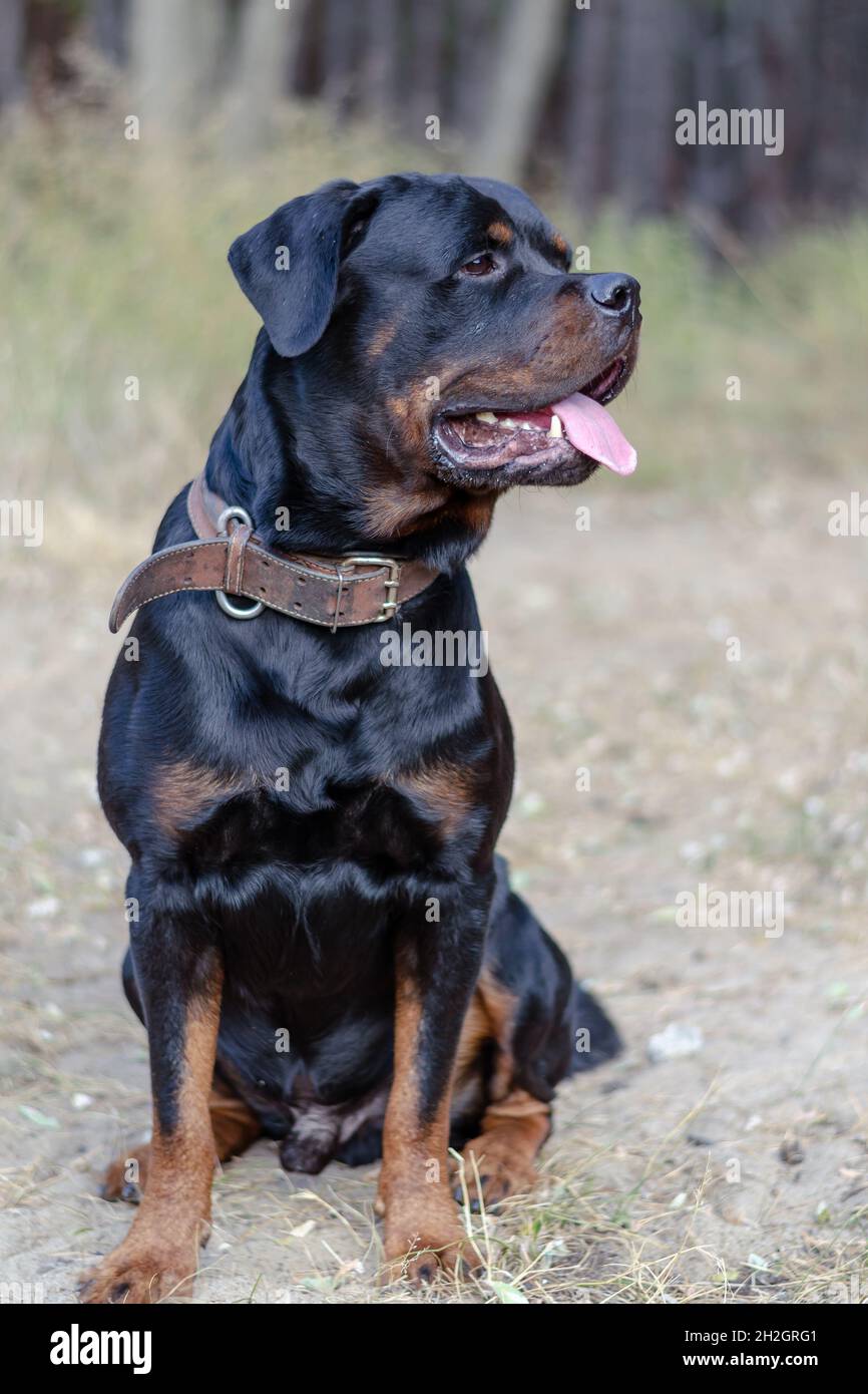 Rottweiler. Full-length portrait of a Rottweiler dog. Adult male sitting in  front of a blurry brown-green background. German service dog breed. Dog br  Stock Photo - Alamy