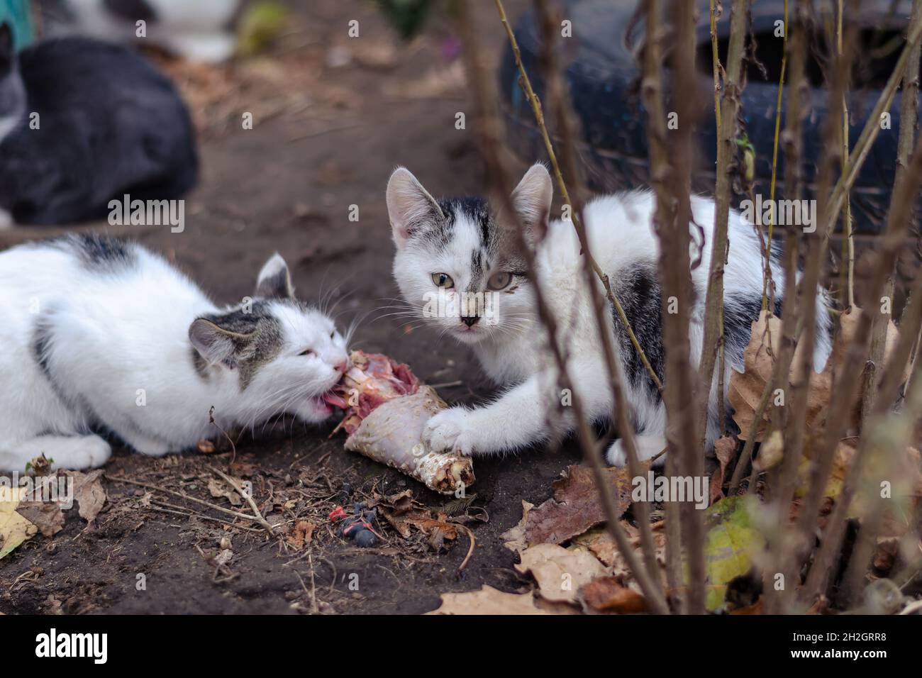 Female cat feeds her kitten chicken meat on city street. Little