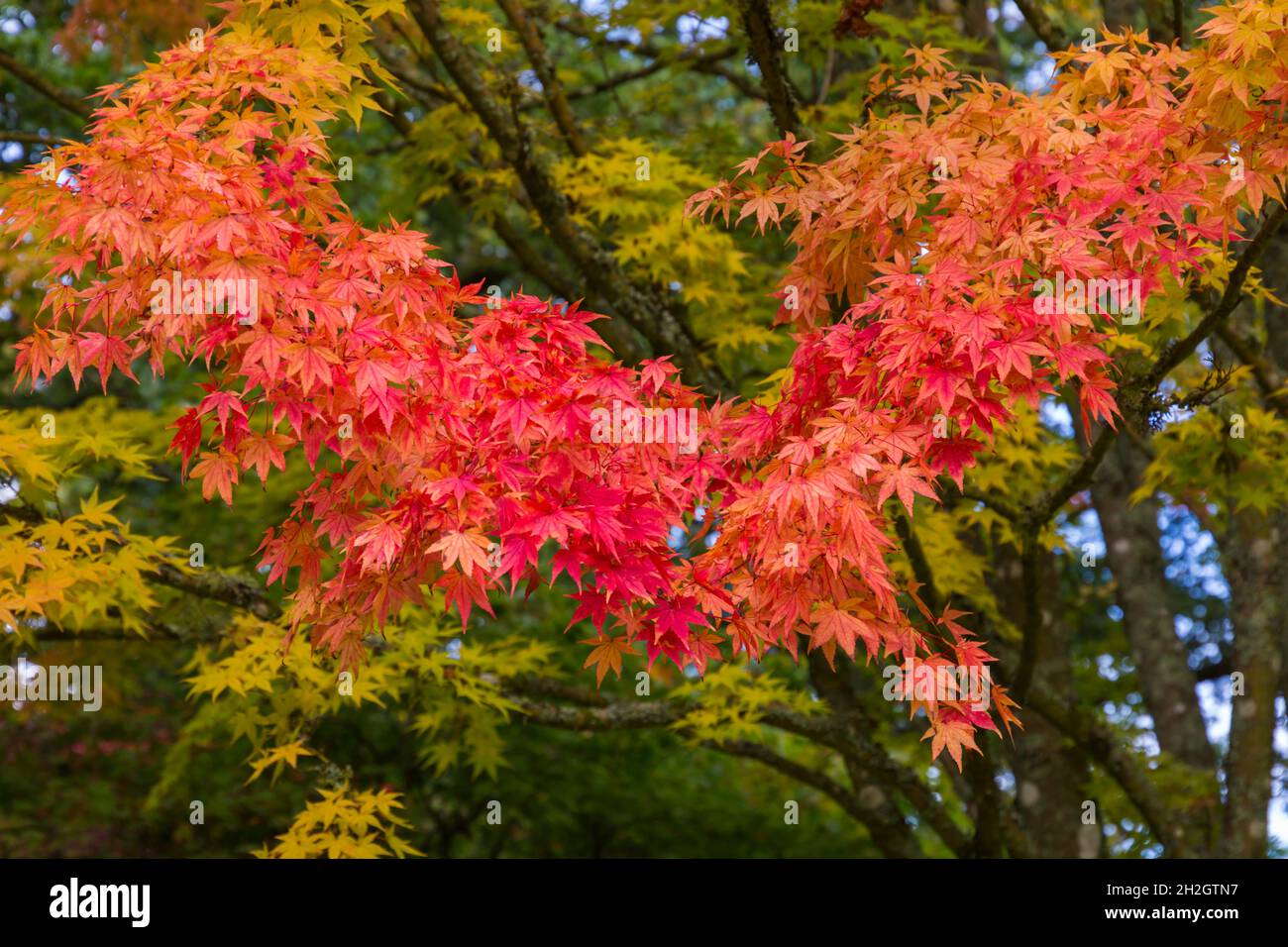Stunning Autumnal colours at Westonbirt Arboretum, The National Arboretum, Tetbury, Gloucestershire, UK in Autumn - Japanese Maple Eddisbury Acer Stock Photo