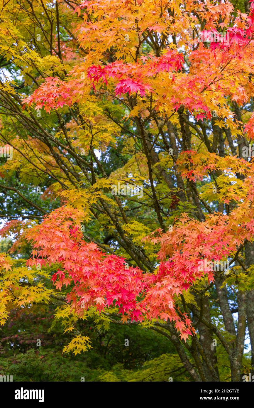 Stunning Autumnal colours at Westonbirt Arboretum, The National Arboretum, Tetbury, Gloucestershire, UK in Autumn - Japanese Maple Eddisbury Acer Stock Photo