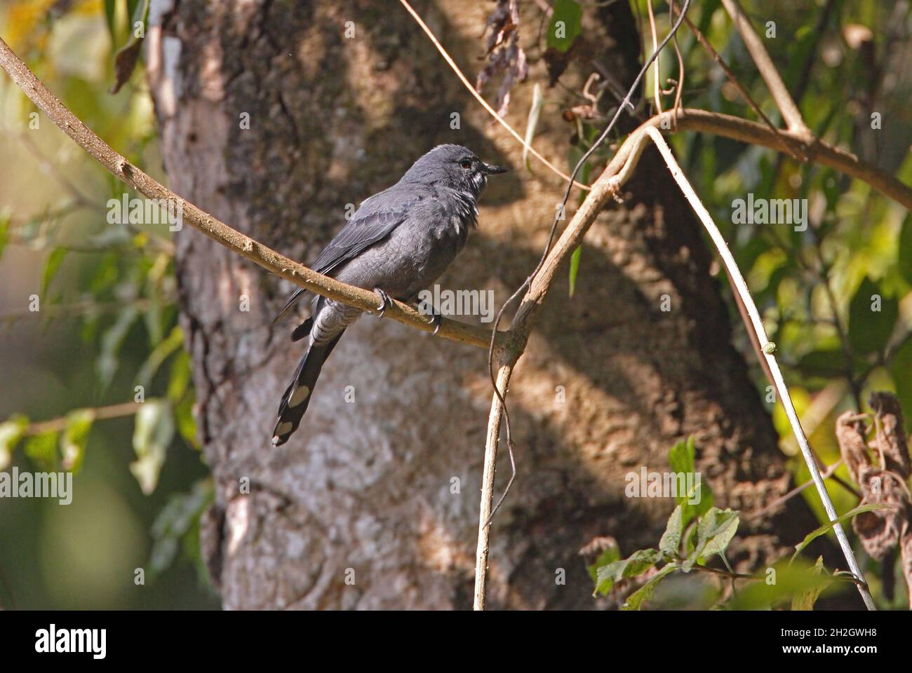 Black-winged Cuckooshrike (Lalage melaschistos melaschistos) male perched on a vine Kathmandu, Nepal           February Stock Photo