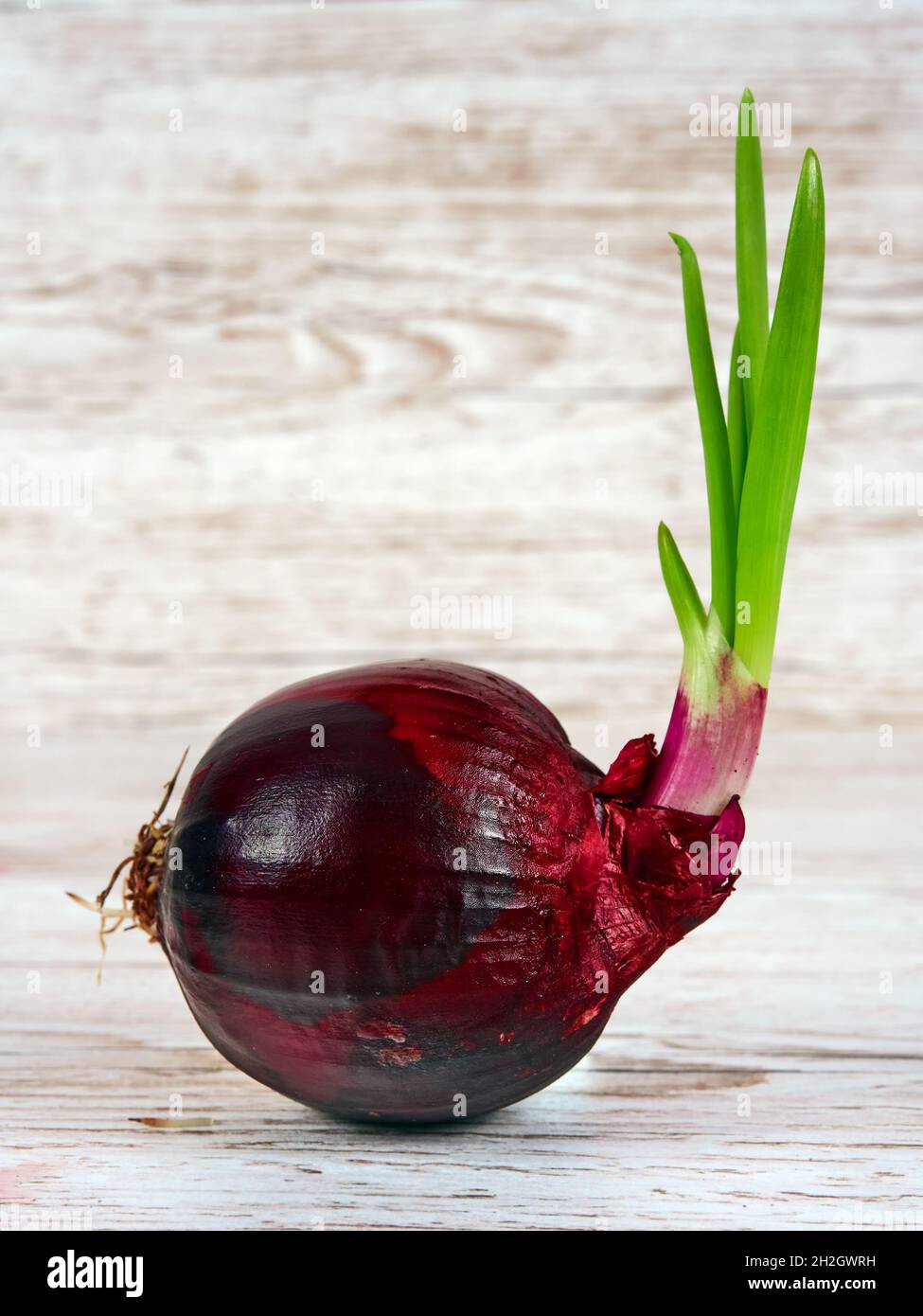 A single red onion with green leaves Stock Photo
