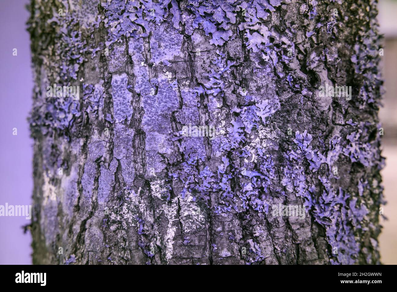 Lichen on a tree in reflected ultraviolet photography Stock Photo