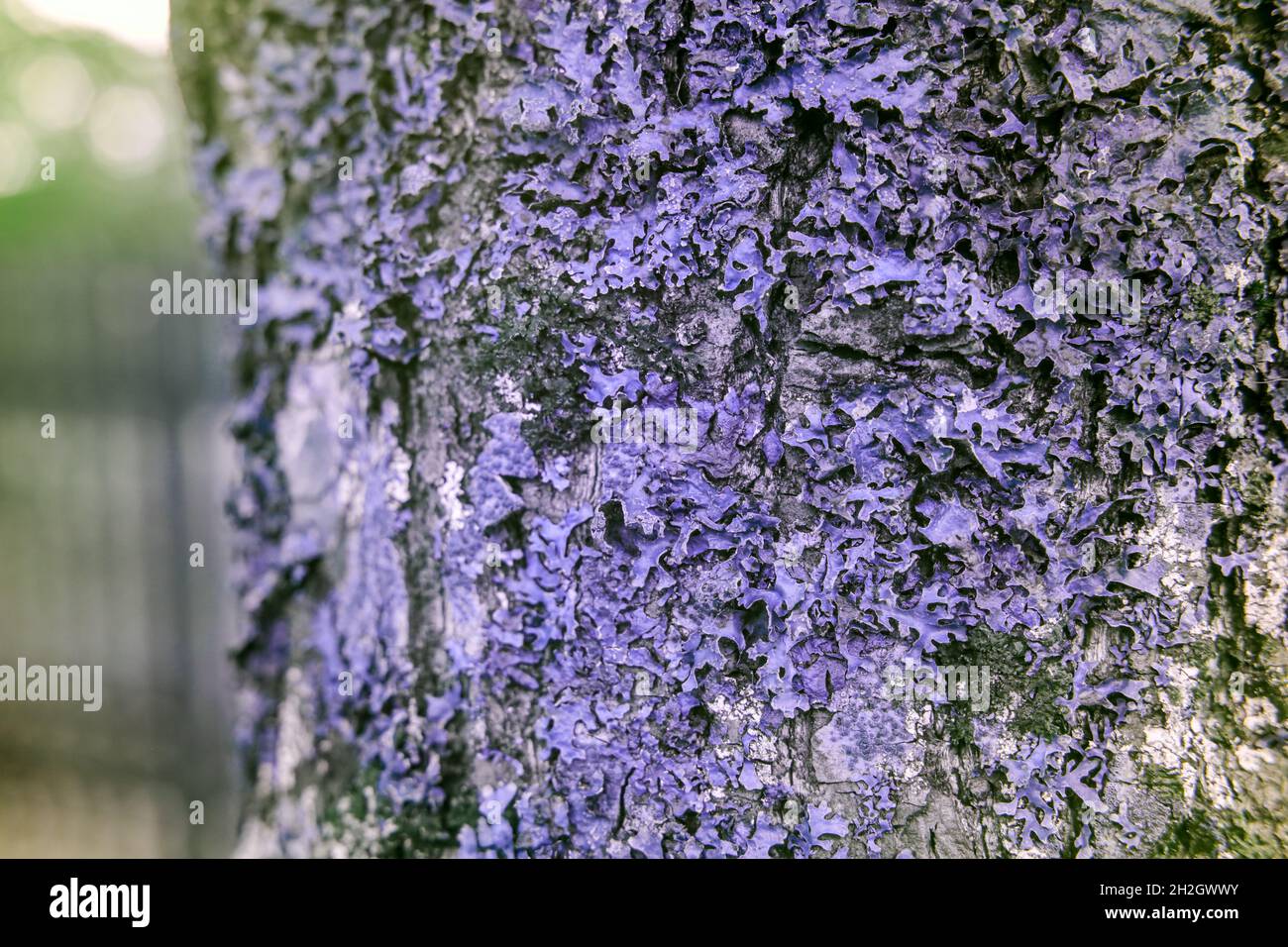 Lichen on a tree in reflected ultraviolet photography Stock Photo
