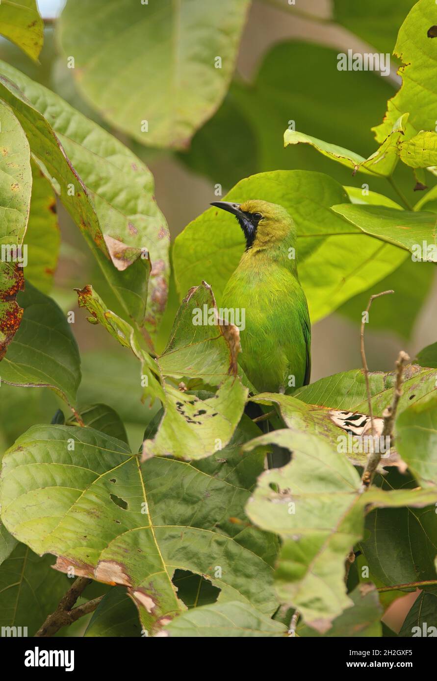 Jerdon's Leafbird (Chloropsis jerdoni) adult male perched in tree Sri Lanka                  December Stock Photo