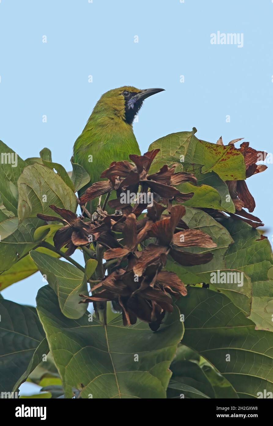 Jerdon's Leafbird (Chloropsis jerdoni) adult male perched in tree top Sri Lanka                  December Stock Photo