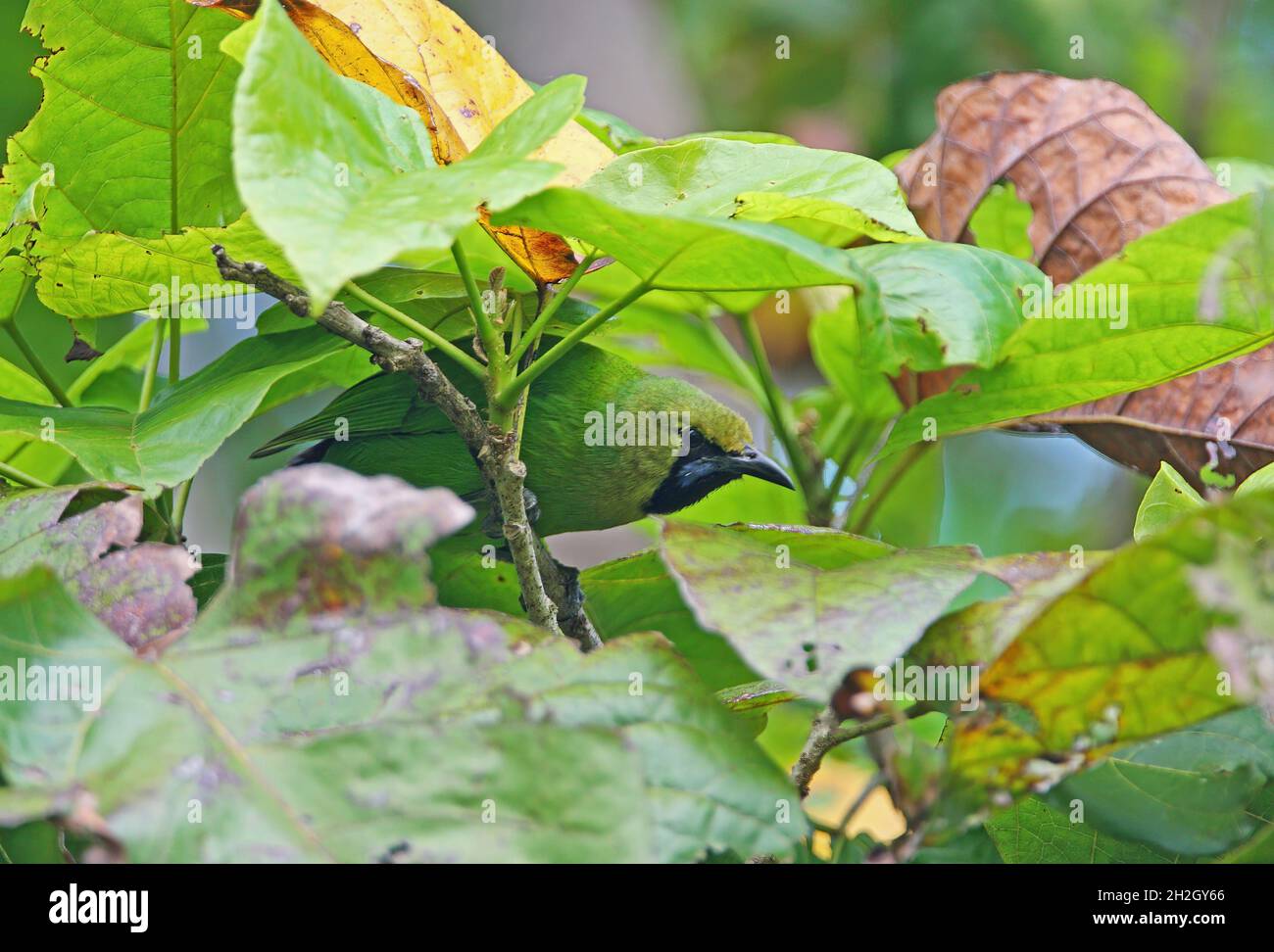 Jerdon's Leafbird (Chloropsis jerdoni) adult male feeding in tree top Sri Lanka                  December Stock Photo