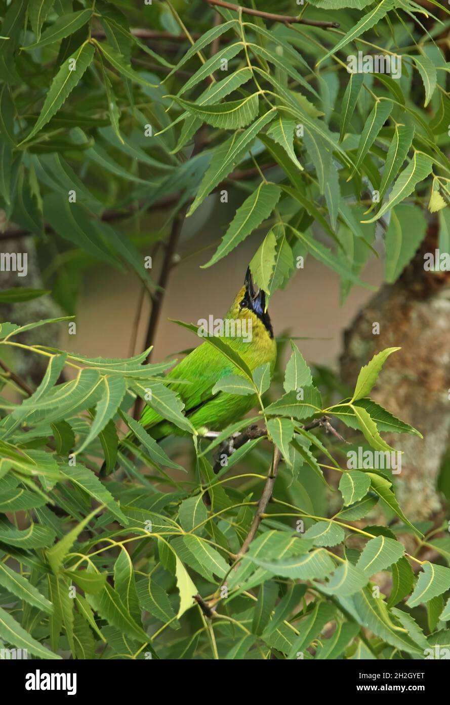 Jerdon's Leafbird (Chloropsis jerdoni) adult male feeding in tree Sri Lanka                  December Stock Photo