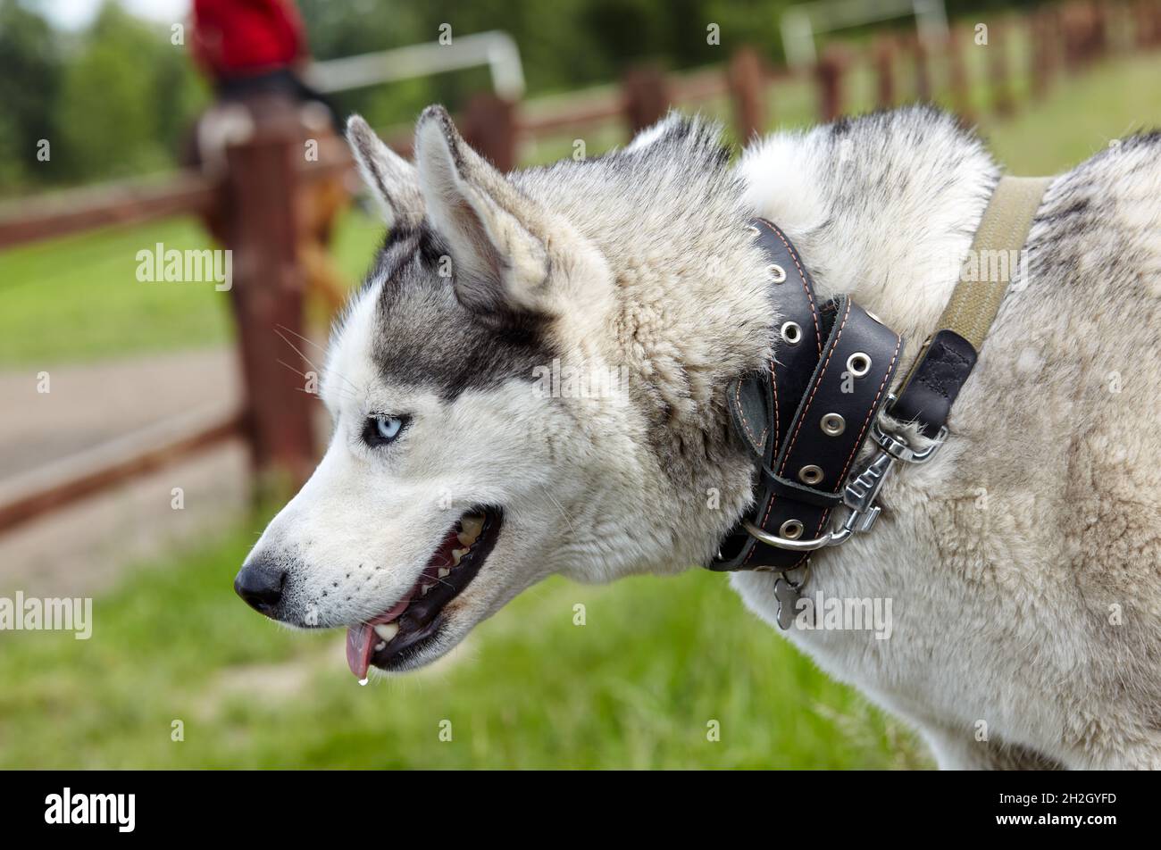 husky dog collars