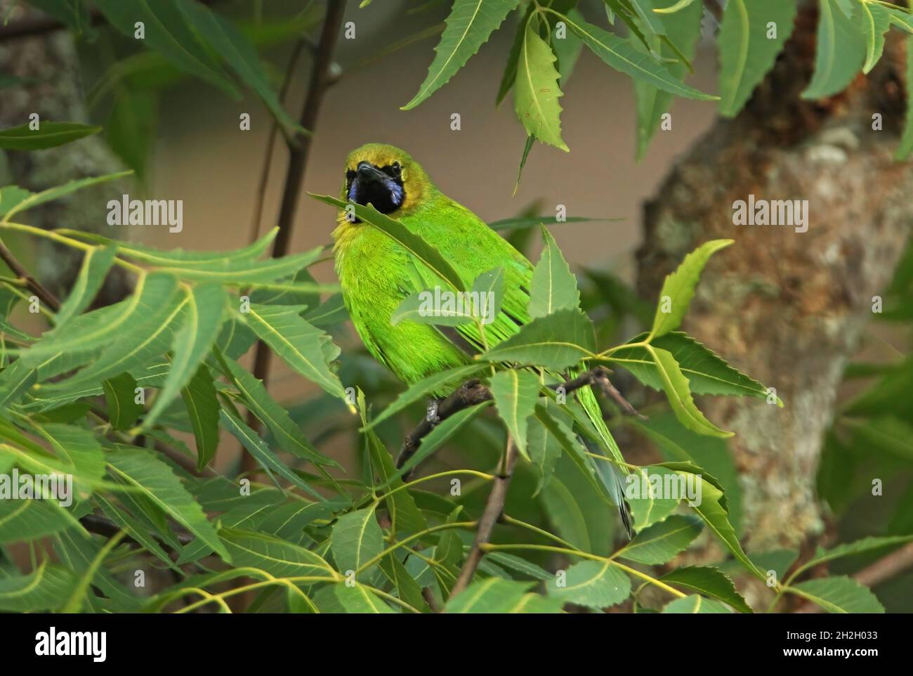 Jerdon's Leafbird (Chloropsis jerdoni) adult male perched in tree Sri Lanka                  December Stock Photo