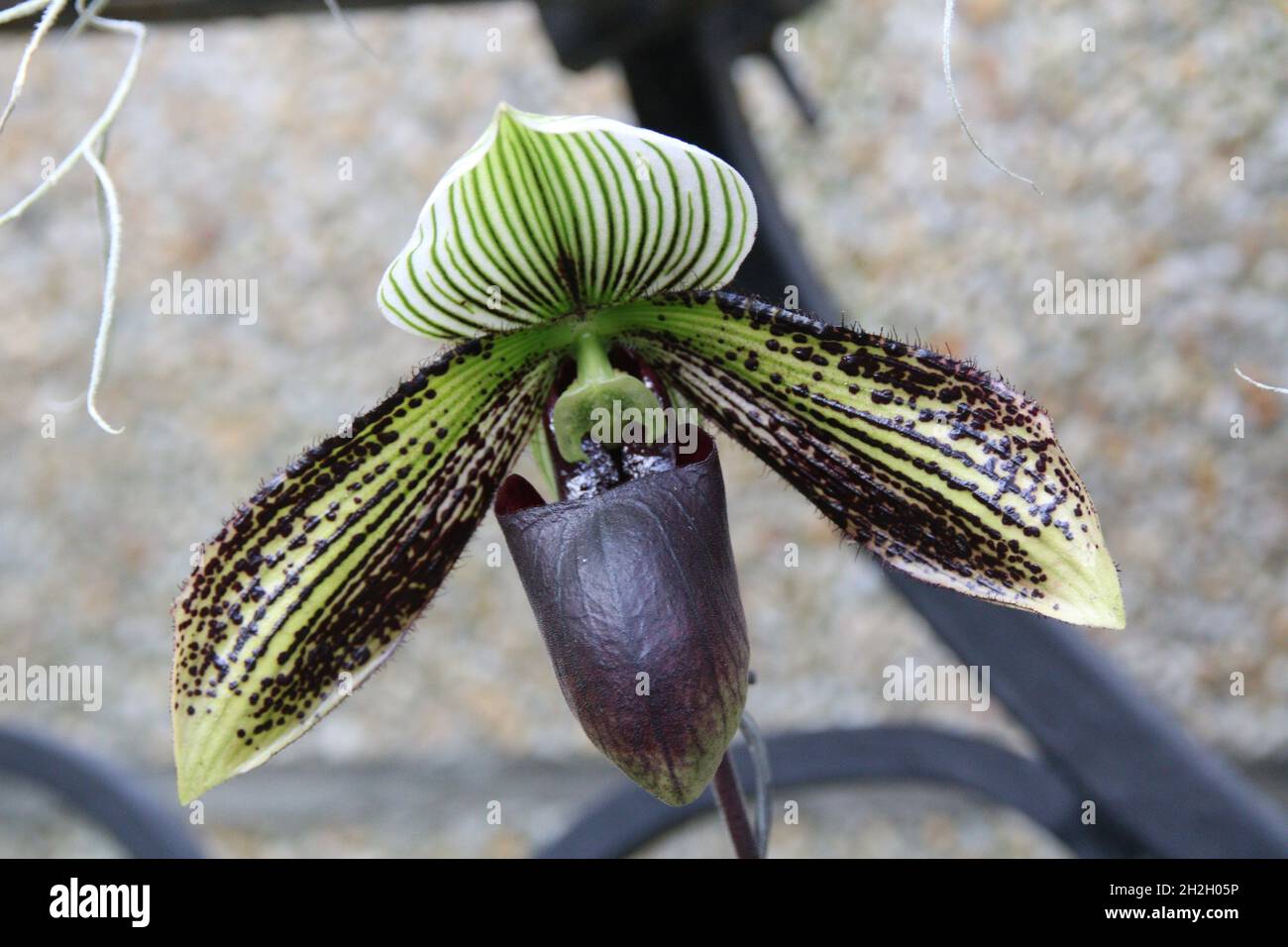 Selective focus shot of Paphiopedilum Lawrenceanum (orchid) Stock Photo