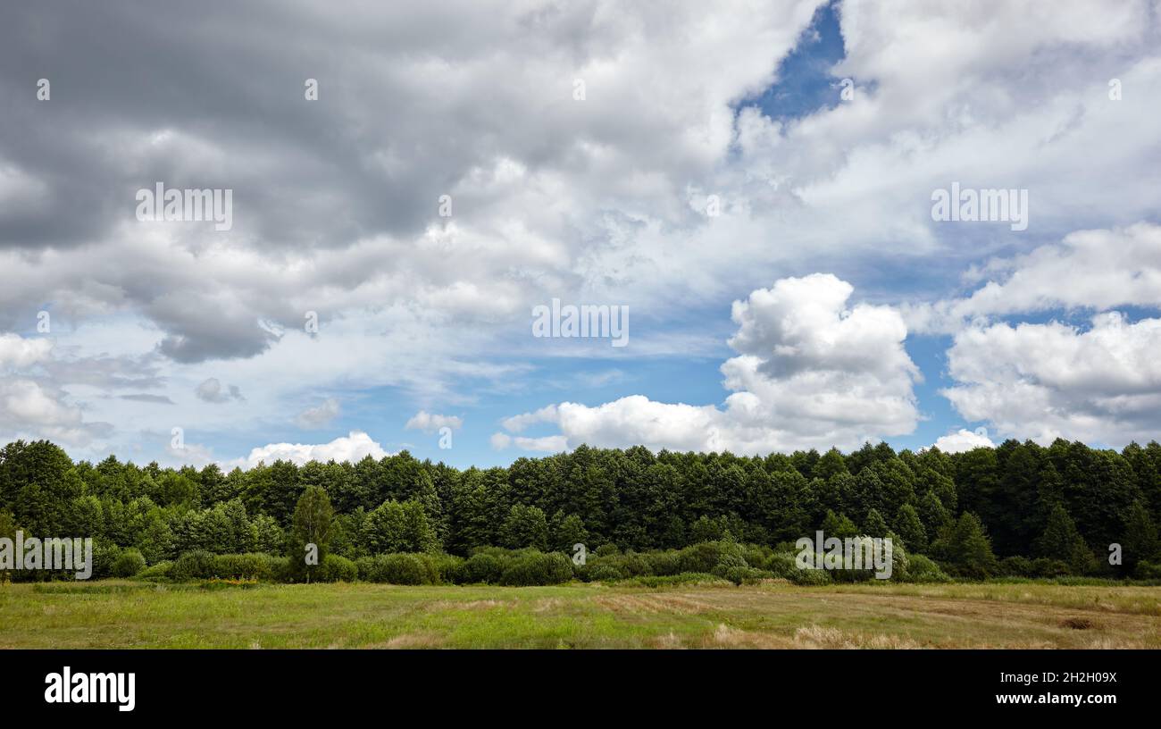 Panoramic photo of dense forest against the sky and meadows. Beautiful  landscape of a row of trees and blue sky background Stock Photo - Alamy