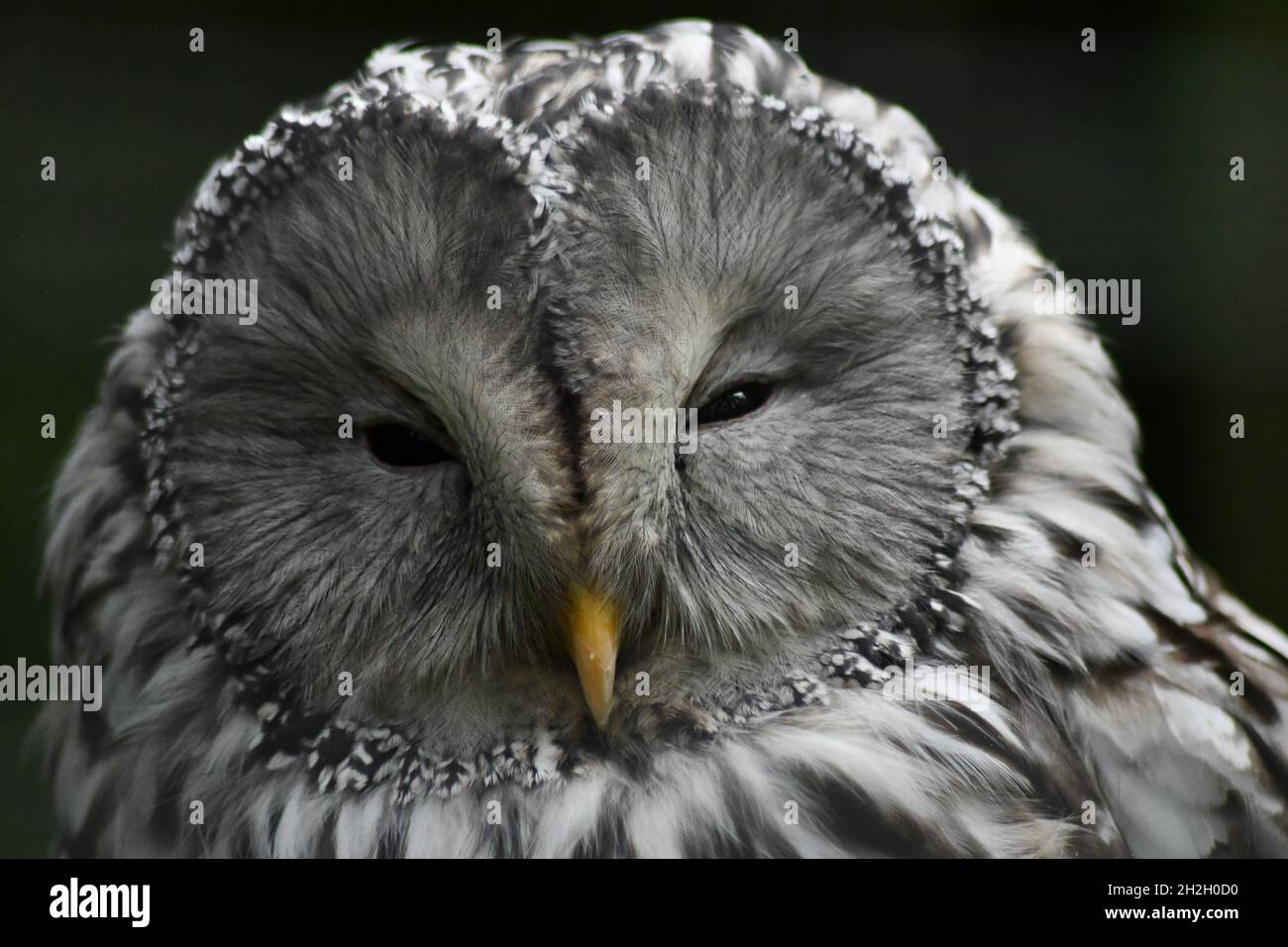 A close up of an Ural Owl, Strix Uralensis, with sleepy eyes Stock Photo