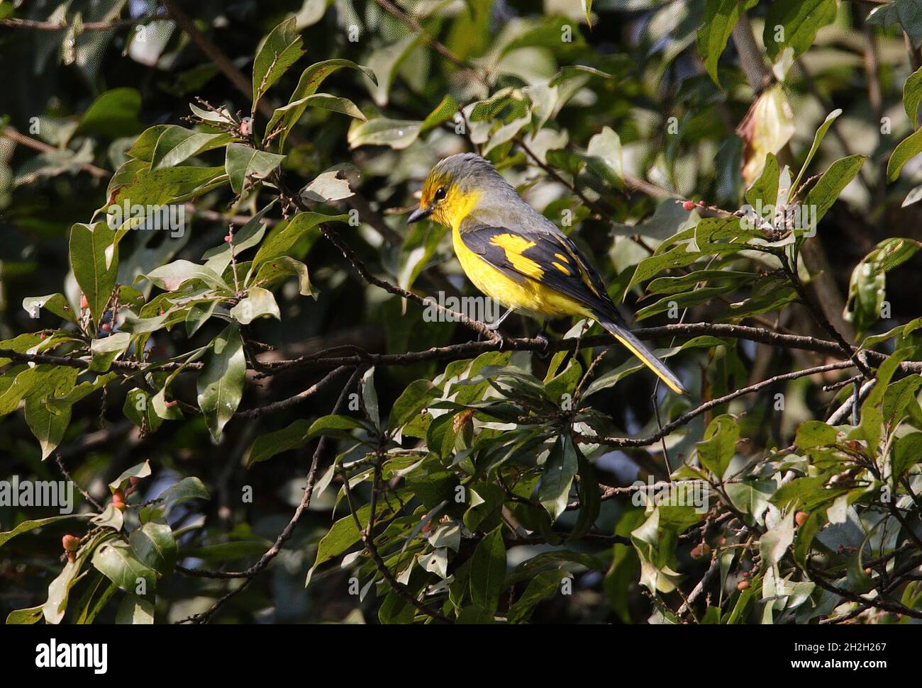 Scarlet Minivet (Pericrocotus flammeus speciosus) female perched in a tree Kathmandu, Nepal         February Stock Photo