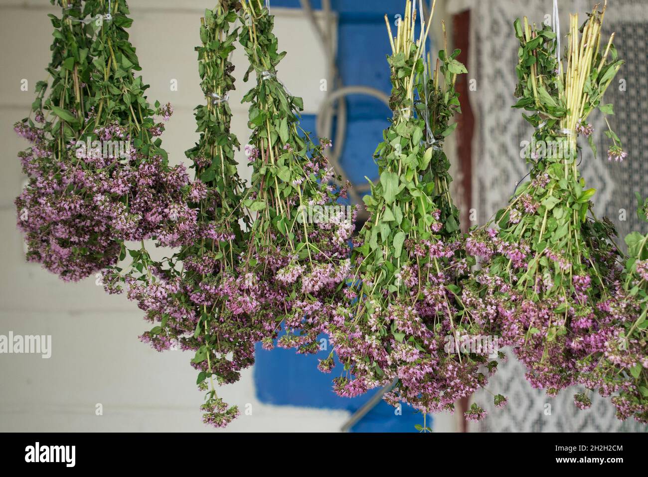 Bunches of oregano herbs. A healing plant with purple flowers. Stock Photo