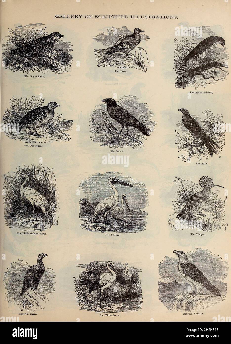 Gallery of Scripture Illustrations of Animals of the Bible from ' The Doré family Bible ' containing the Old and New Testaments, The Apocrypha Embellished with Fine Full-Page Engravings, Illustrations and the Dore Bible Gallery. Published in Philadelphia by William T. Amies in 1883 Stock Photo