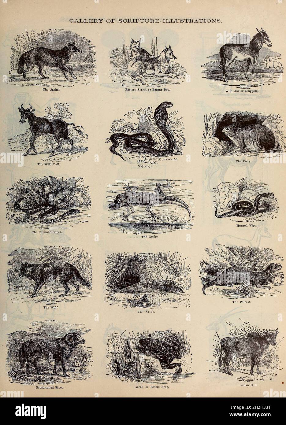 Gallery of Scripture Illustrations of Animals of the Bible from ' The Doré family Bible ' containing the Old and New Testaments, The Apocrypha Embellished with Fine Full-Page Engravings, Illustrations and the Dore Bible Gallery. Published in Philadelphia by William T. Amies in 1883 Stock Photo