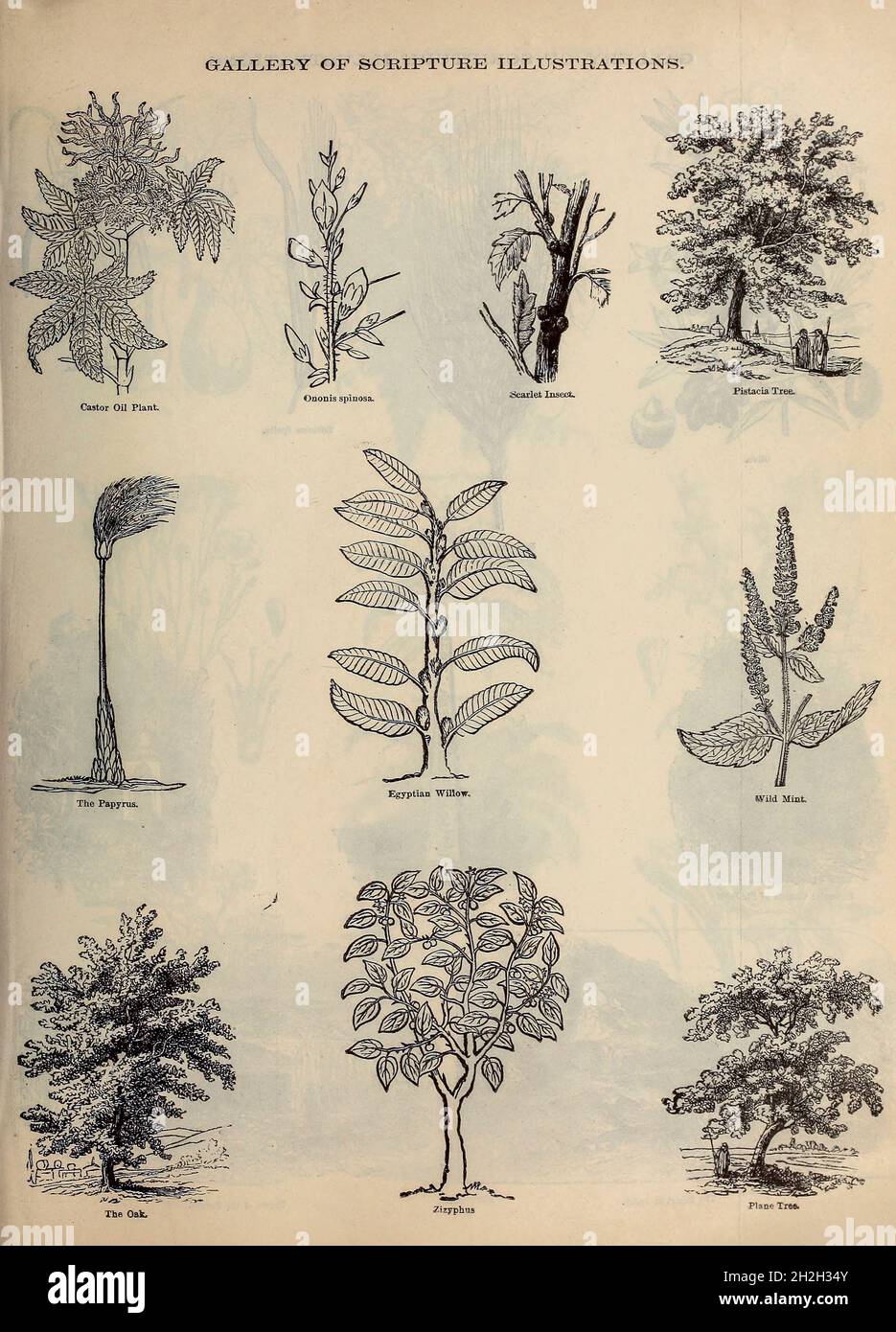 Gallery of Scripture Illustrations of plants and crops from ' The Doré family Bible ' containing the Old and New Testaments, The Apocrypha Embellished with Fine Full-Page Engravings, Illustrations and the Dore Bible Gallery. Published in Philadelphia by William T. Amies in 1883 Stock Photo