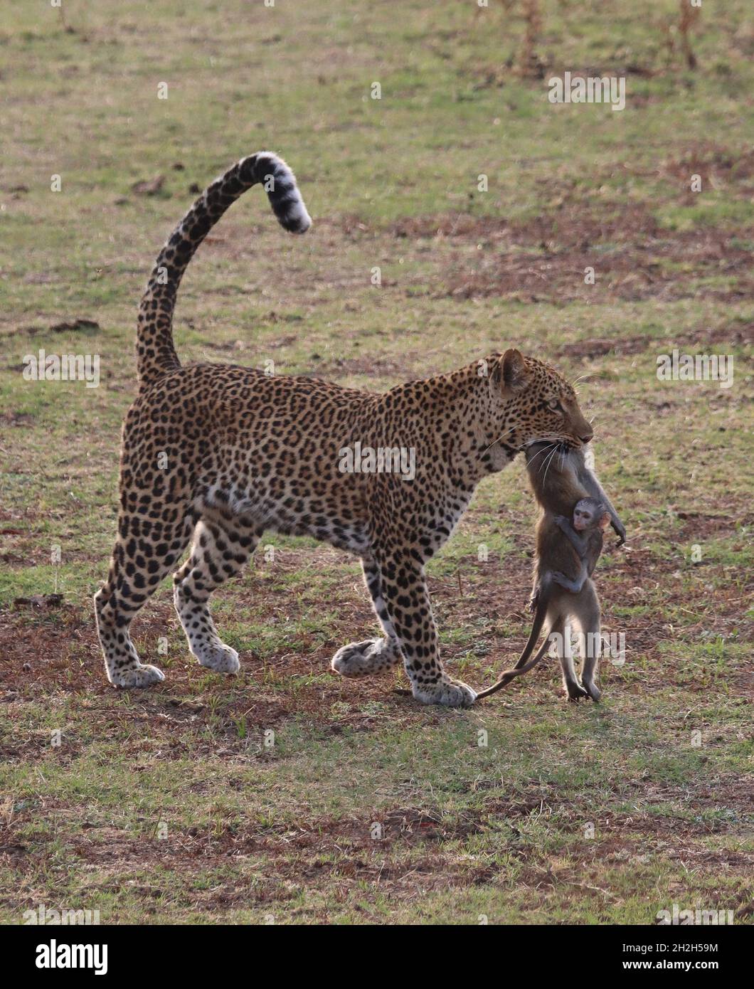 This heartbreaking moment was captured in South Luangwa National Park, Zambia. SOUTH LUANGWA NATIONAL PARK, ZAMBIA: THE HEARTBREAKING moment a baby mo Stock Photo
