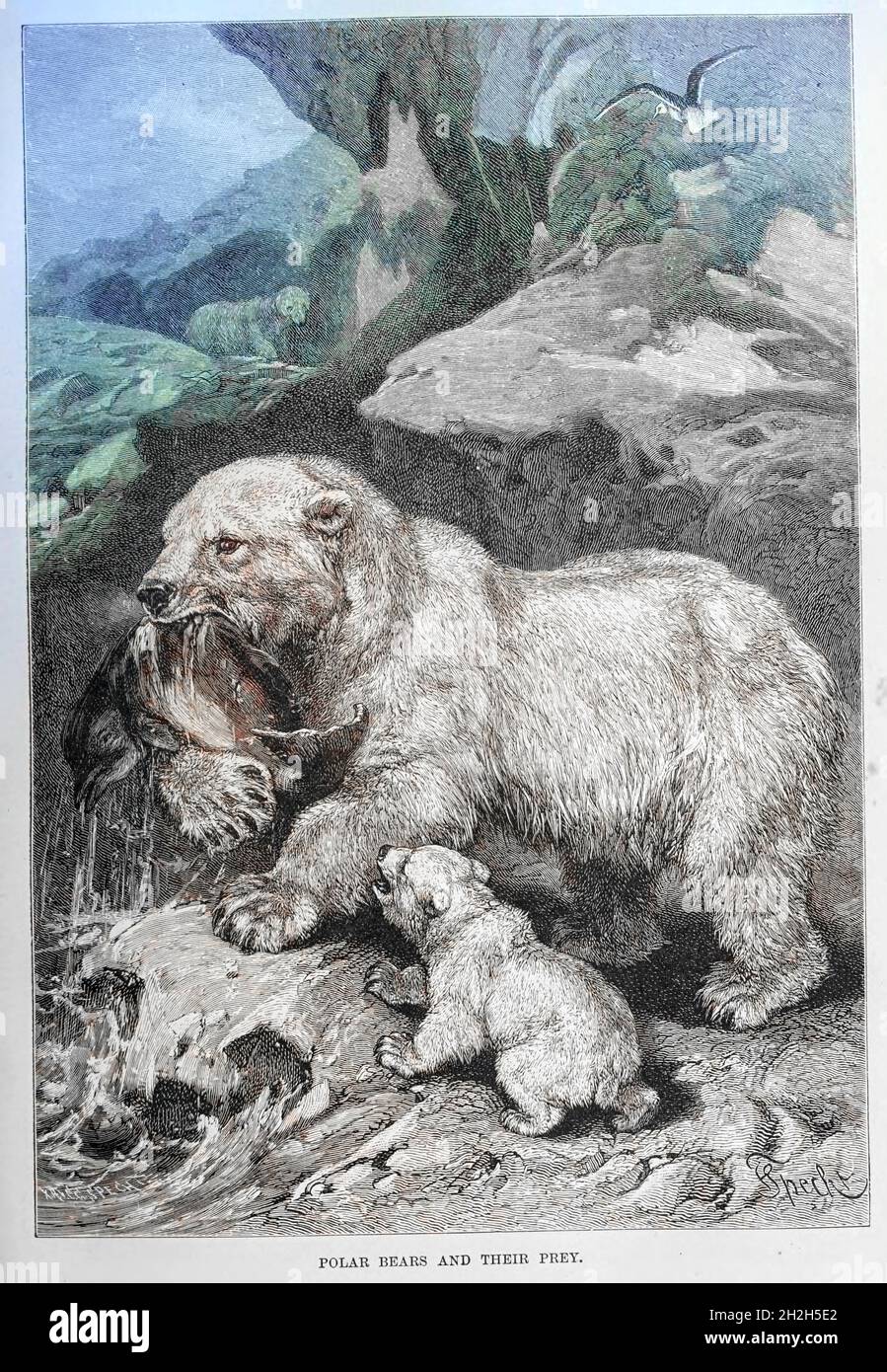 Machine Colorized image of Polar Bear (Ursus maritimus) and their Prey From the book ' Royal Natural History ' Volume 2 Edited by Richard Lydekker, Published in London by Frederick Warne & Co in 1893-1894 Stock Photo