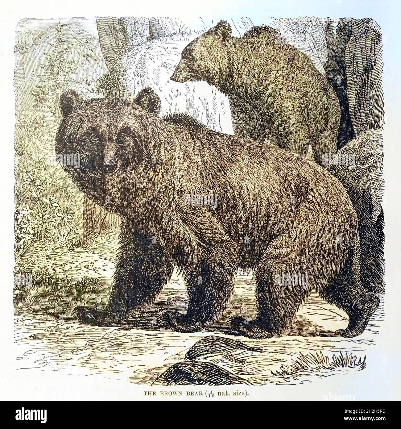 Machine Colorized image of a brown bear (Ursus arctos)From the book ' Royal Natural History ' Volume 2 Edited by Richard Lydekker, Published in London by Frederick Warne & Co in 1893-1894 Stock Photo