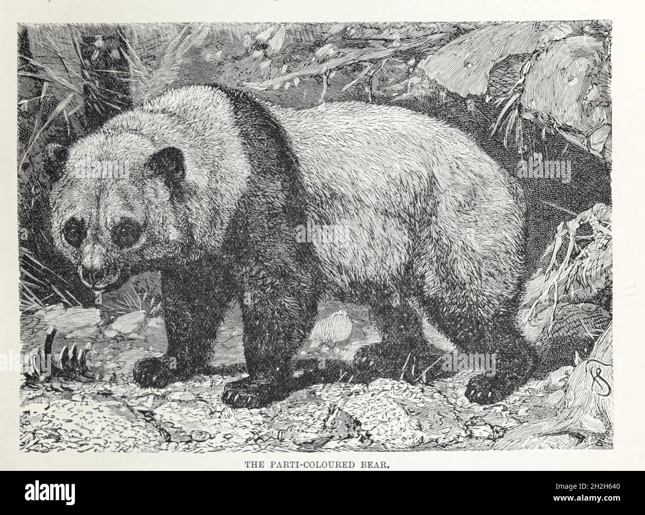 Drawing from pandas hires stock photography and images Alamy