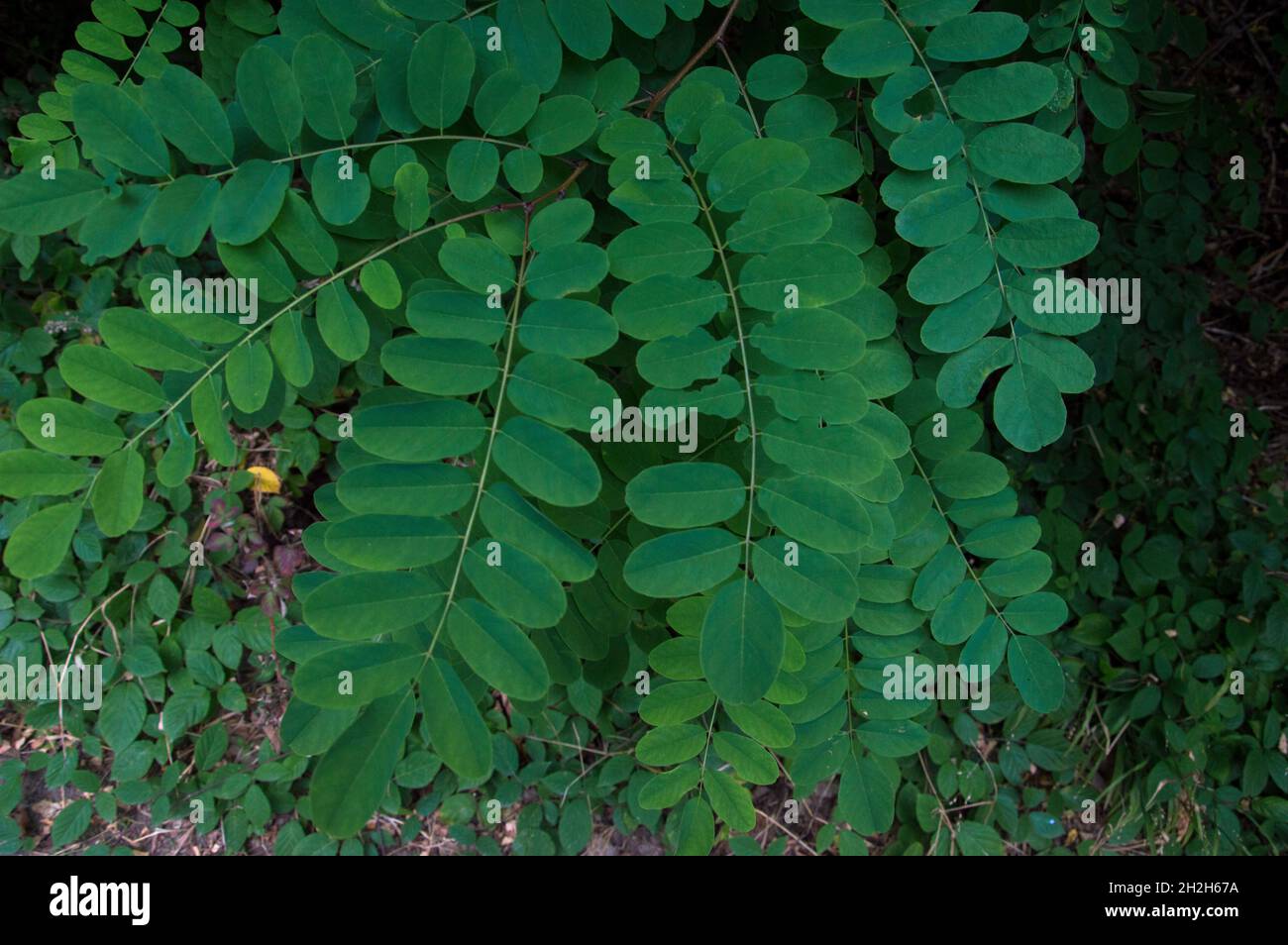 DSC0884, Blätter, Grün, Hintergrund Stock Photo