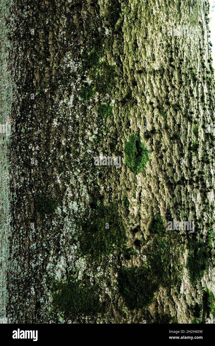 DSC8797, Baum, Rinde, Herbst. Hintergrund, Moos, Grün, Stock Photo