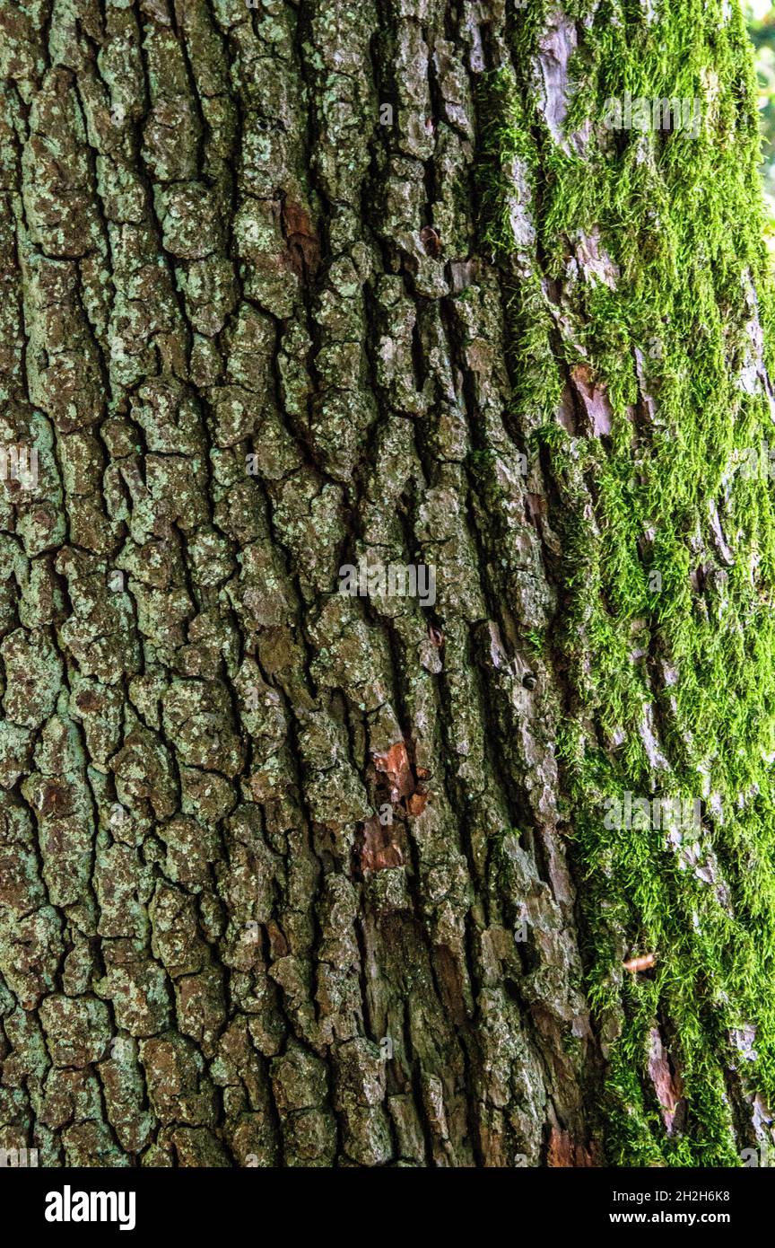 DSC8799, Baum, Rinde, Herbst. Hintergrund, Moos, Grün, Stock Photo