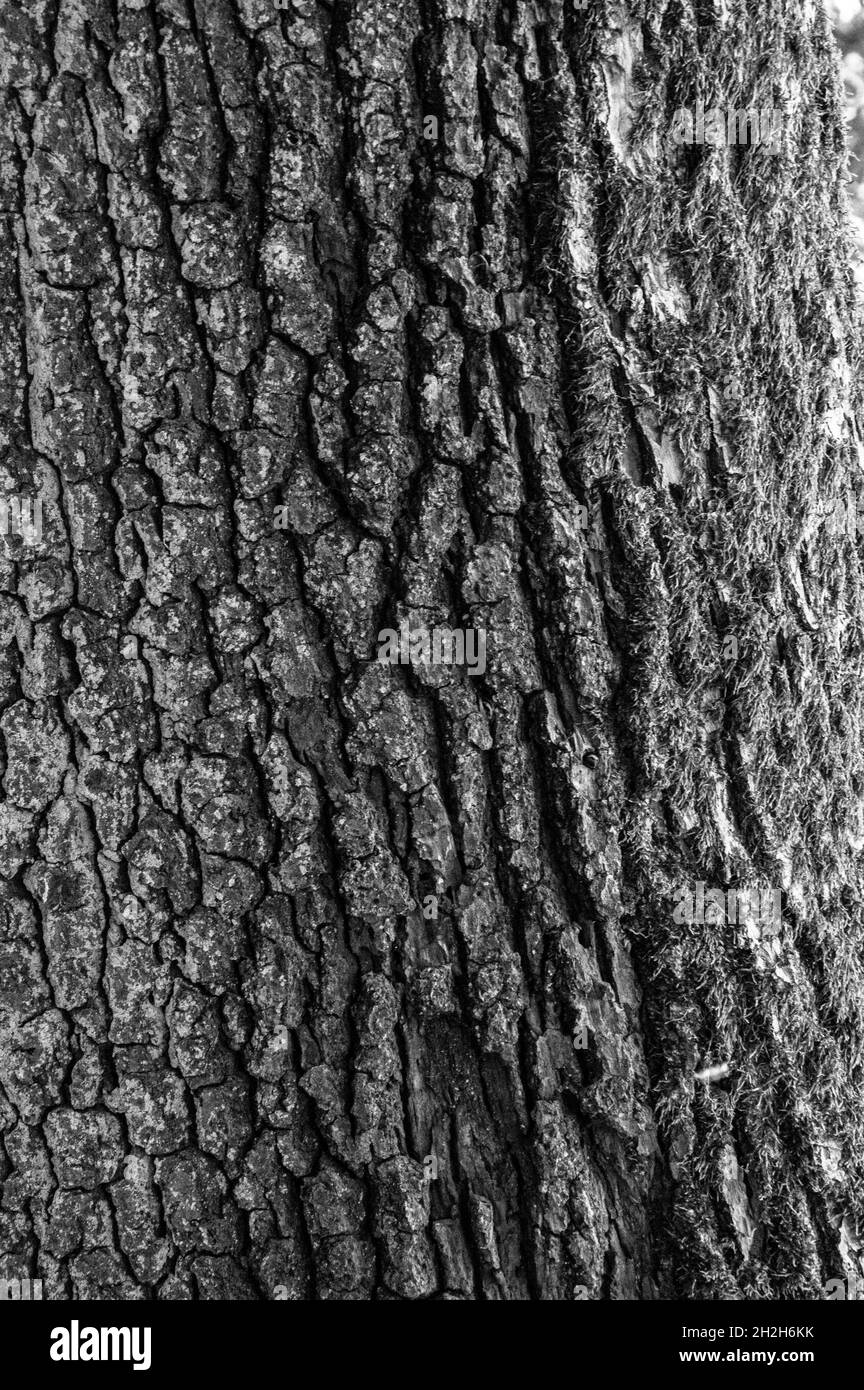 DSC8799-2, Baum, Rinde, Herbst. Hintergrund, Graustufen Stock Photo