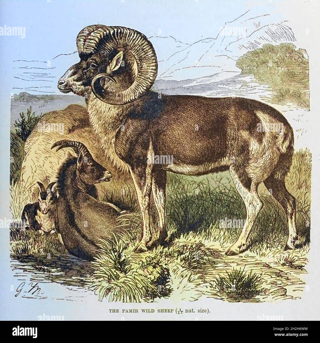 Machine Colorized image of Pamir Wild Sheep Pamir argali is also known as the Marco Polo sheep From the book ' Royal Natural History ' Volume 2 Edited by Richard Lydekker, Published in London by Frederick Warne & Co in 1893-1894 Stock Photo