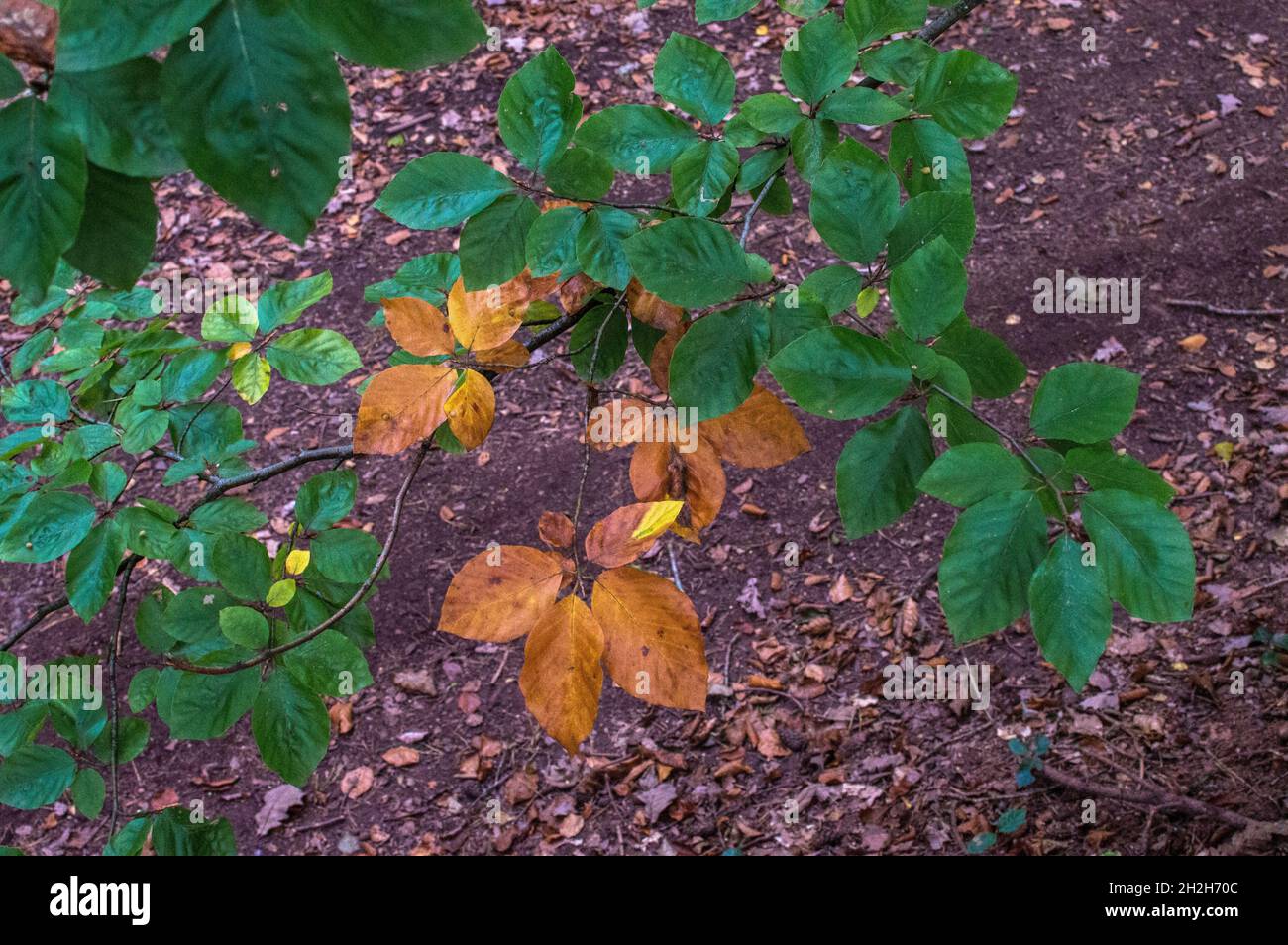DSC8976, Blätter, Herbst Grüng, Braun, Gelb Hintergrund, Stock Photo