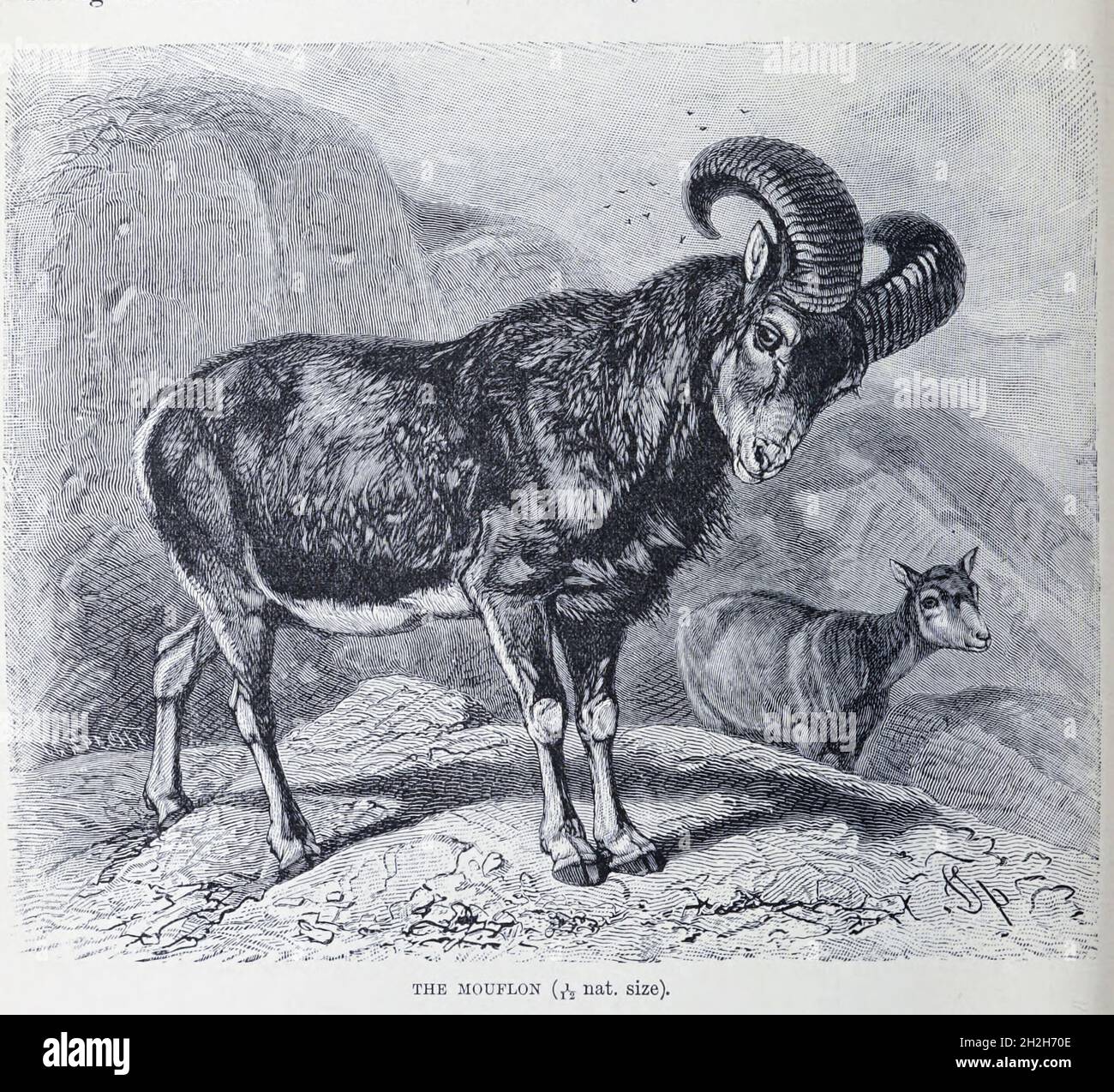 The mouflon (Ovis gmelini) is a wild sheep native to the Caspian region from eastern Turkey, Armenia, Azerbaijan to Iran. It is thought to be the ancestor of all modern domestic sheep breeds From the book ' Royal Natural History ' Volume 2 Edited by Richard Lydekker, Published in London by Frederick Warne & Co in 1893-1894 Stock Photo