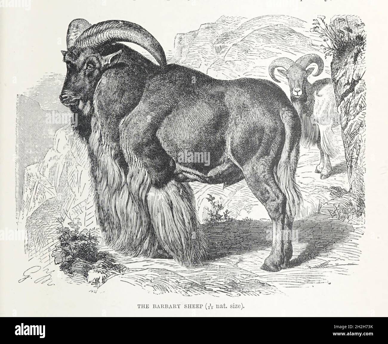 The Barbary sheep (Ammotragus lervia), also known as aoudad is a ...