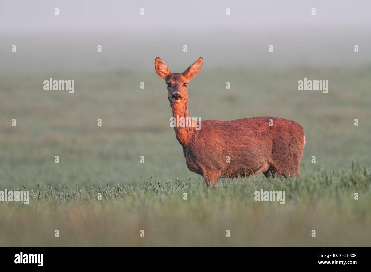 Doe roe deer female hi-res stock photography and images - Alamy
