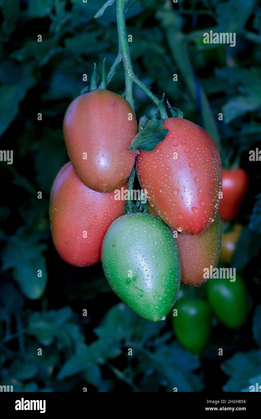 Beautiful red ripe heirloom tomatoes grown in a greenhouse Stock Photo ...