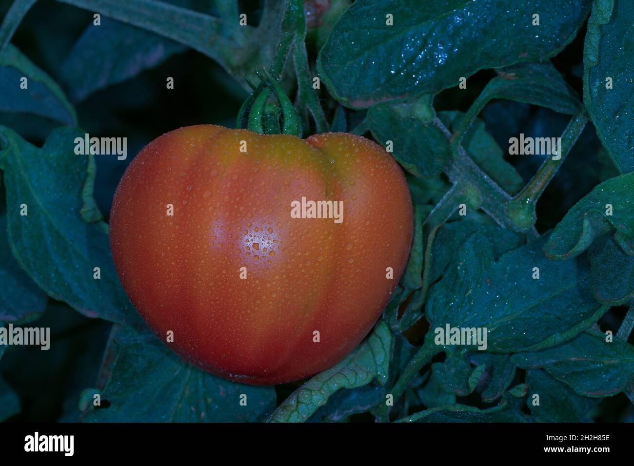 Beautiful red ripe heirloom tomatoes grown in a greenhouse Stock Photo ...