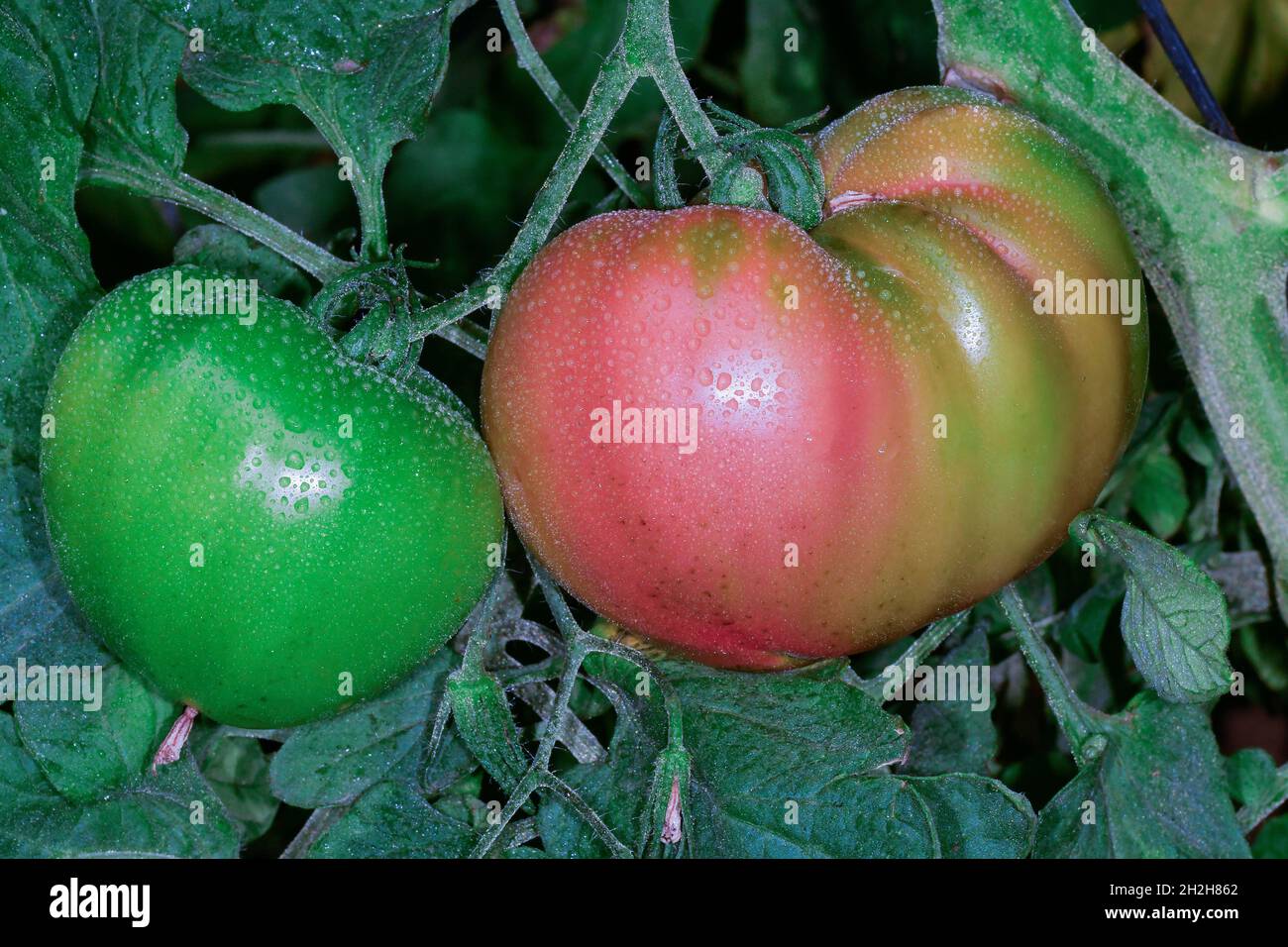 Beautiful red ripe heirloom tomatoes grown in a greenhouse Stock Photo ...