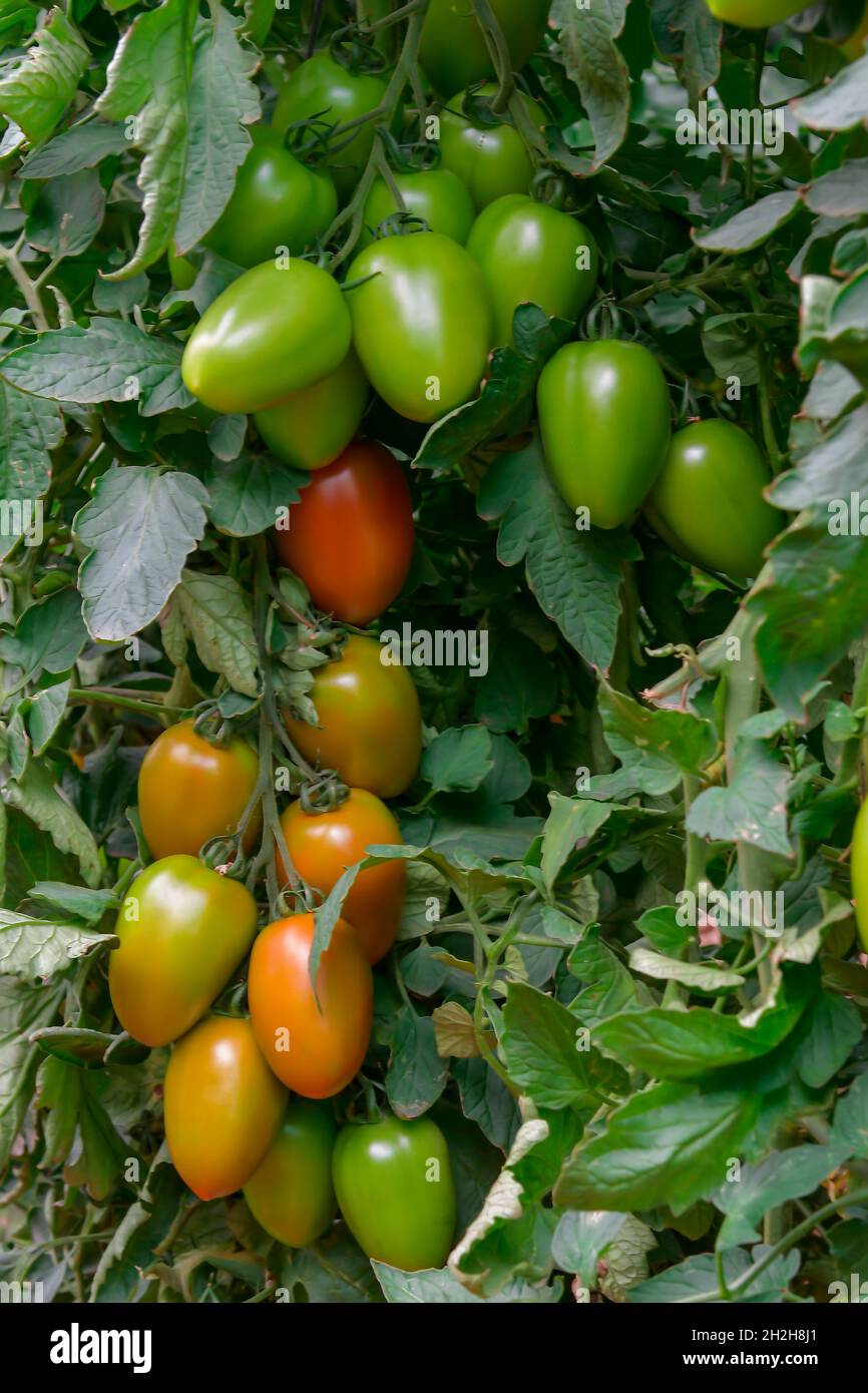 Beautiful red ripe heirloom tomatoes grown in a greenhouse Stock Photo ...