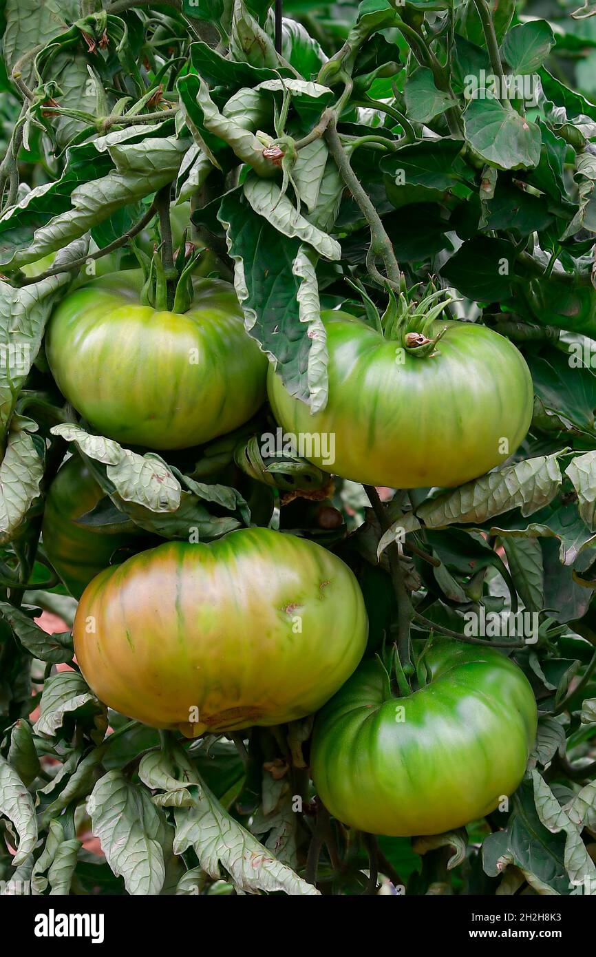 Beautiful red ripe heirloom tomatoes grown in a greenhouse Stock Photo ...