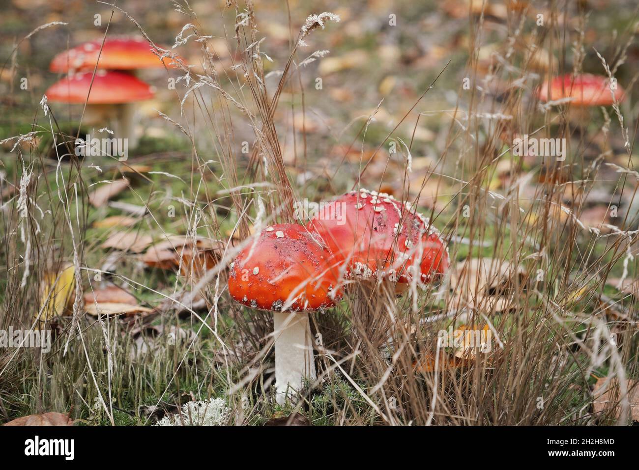 Red fly Amanita mushrooms in autumn forest floor Stock Photo