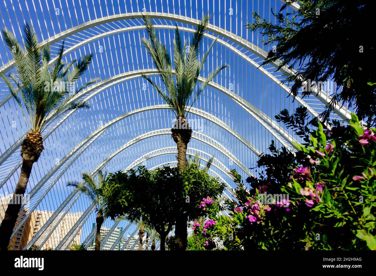 Valencia Spain Park in The Umbracle, Valencia Umbracle garden with palm ...